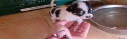 Chihuahua perros en venta: Hembra Chihuahua🐶🐾 - Anuncio 3