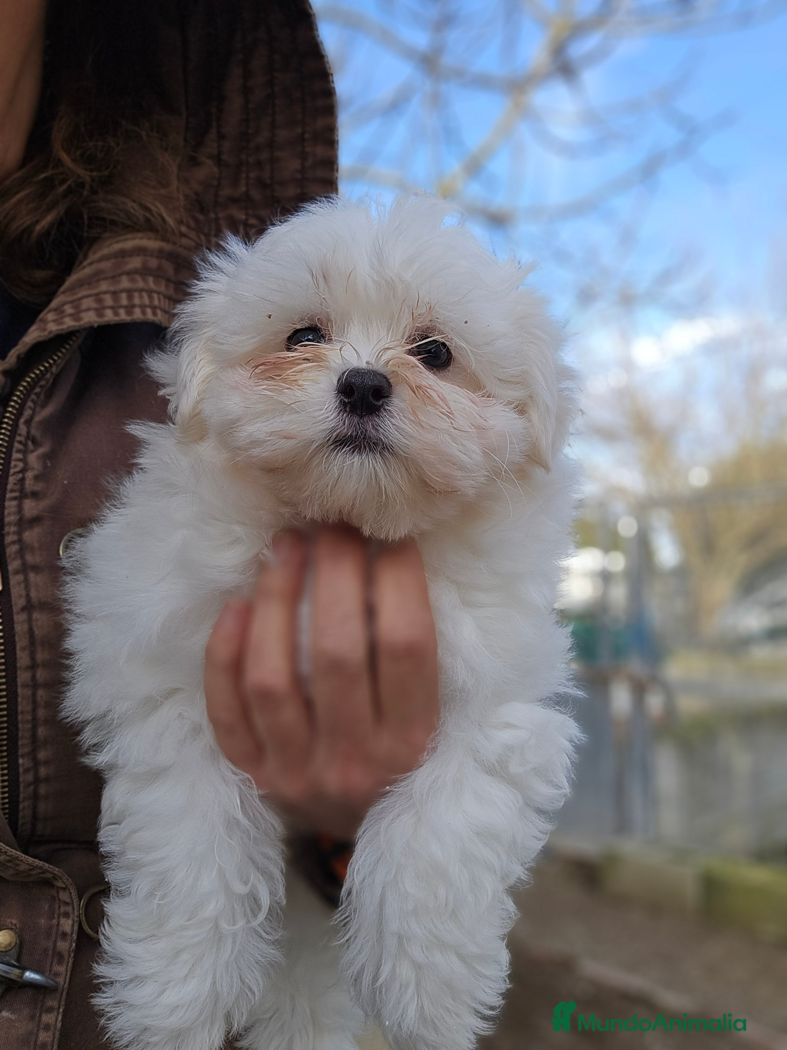 Bichón Maltés perros Bichon maltés en jerez - Anuncio 3