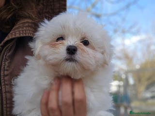 Bichón Maltés perros Bichon maltés en jerez - Anuncio 24