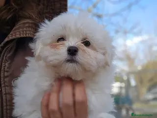 Bichón Maltés perros Bichon maltés en jerez - Anuncio 11