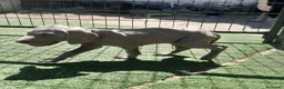 Weimaraner perros en venta: BRACO DE WEIMAR - Anuncio 21