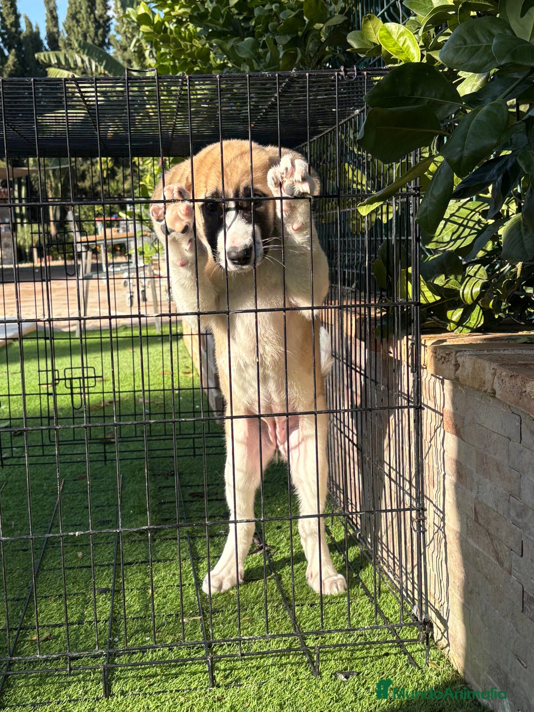 Mastín Español perros en venta: Cachorra de mastín español  - Anuncio 9