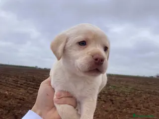 Labrador Retriever perros Labrador retriever hembra - Anuncio 5
