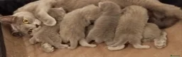 Británico de Pelo Corto gatos en venta: British Shorthair  - Anuncio 11