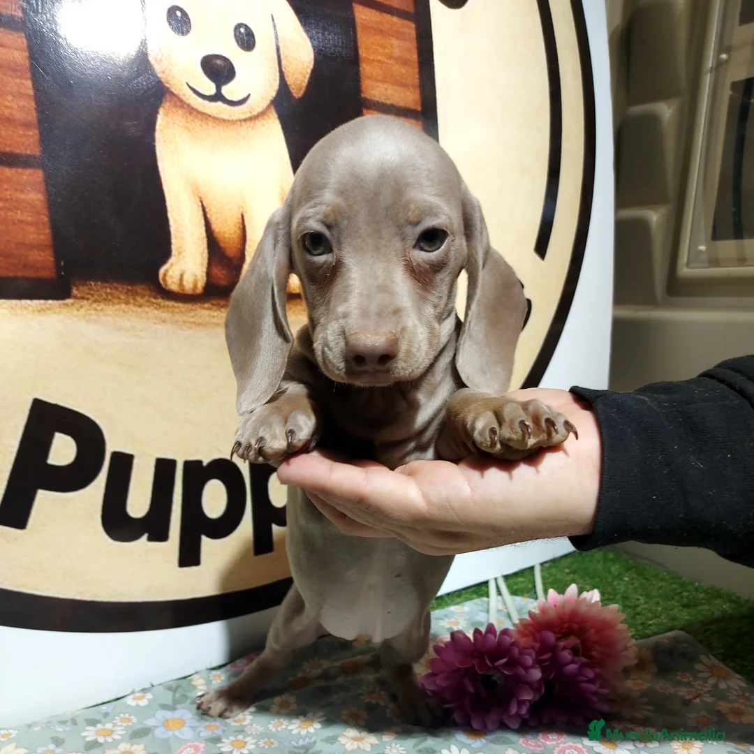 Teckel Miniatura perros en venta: Teckel miniatura - Anuncio 2