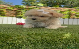 Maltipoo perros en venta: MALTIPOO  - Imagen 2