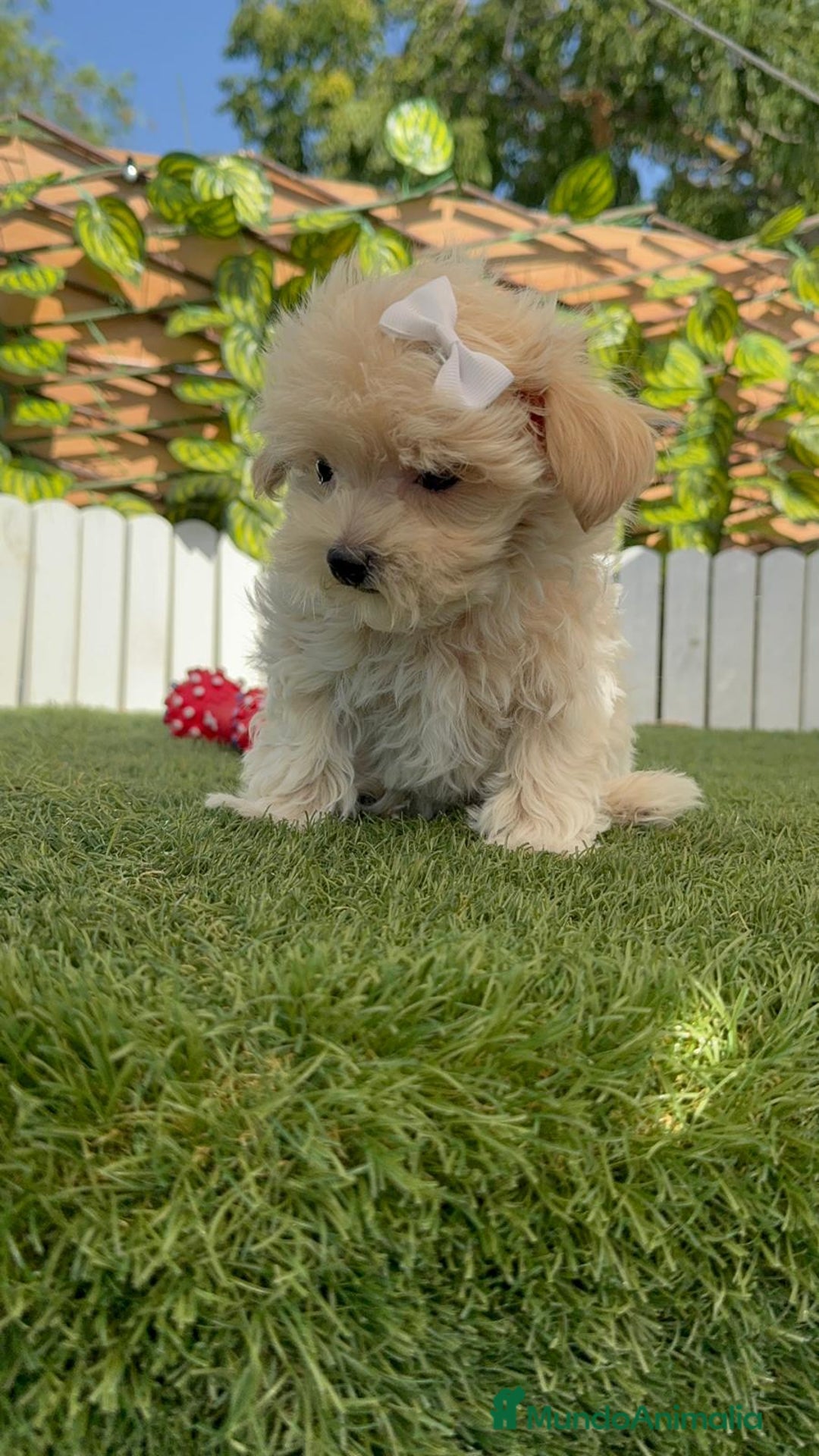 Maltipoo perros en venta: MALTIPOO  - Imagen 2