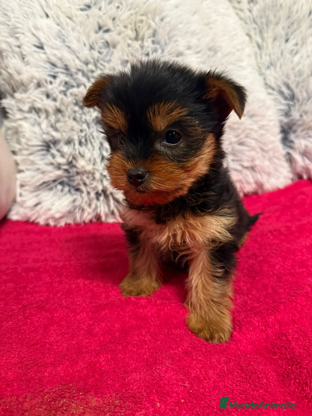 Yorkshire Terrier perros en venta: Yorkshire. - Anuncio 2