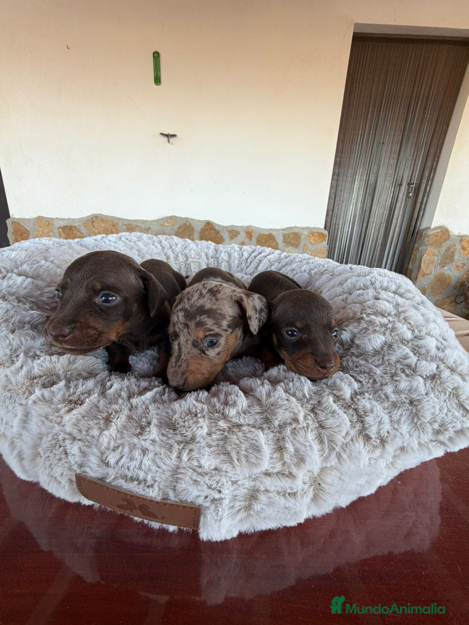 Teckel Miniatura perros TECKEL KANICHEN - Anuncio 3
