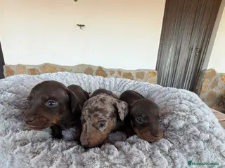 Teckel Miniatura perros TECKEL KANICHEN - Anuncio 2