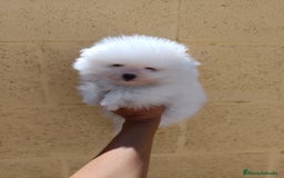Pomerania perros en venta: Pomerania de Lulú - Imagen 1