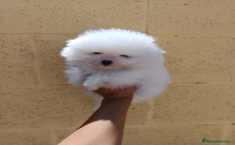 Pomerania perros - Anuncio 1