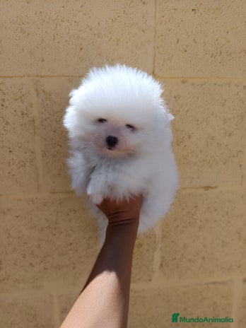 Pomerania perros - Anuncio 13