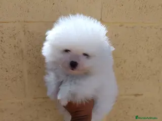 Pomerania perros Pomerania de Lulú - Anuncio 29