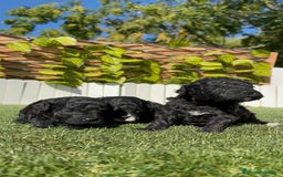 Caniche Toy perros en venta: CANICHE TOY - Imagen 10