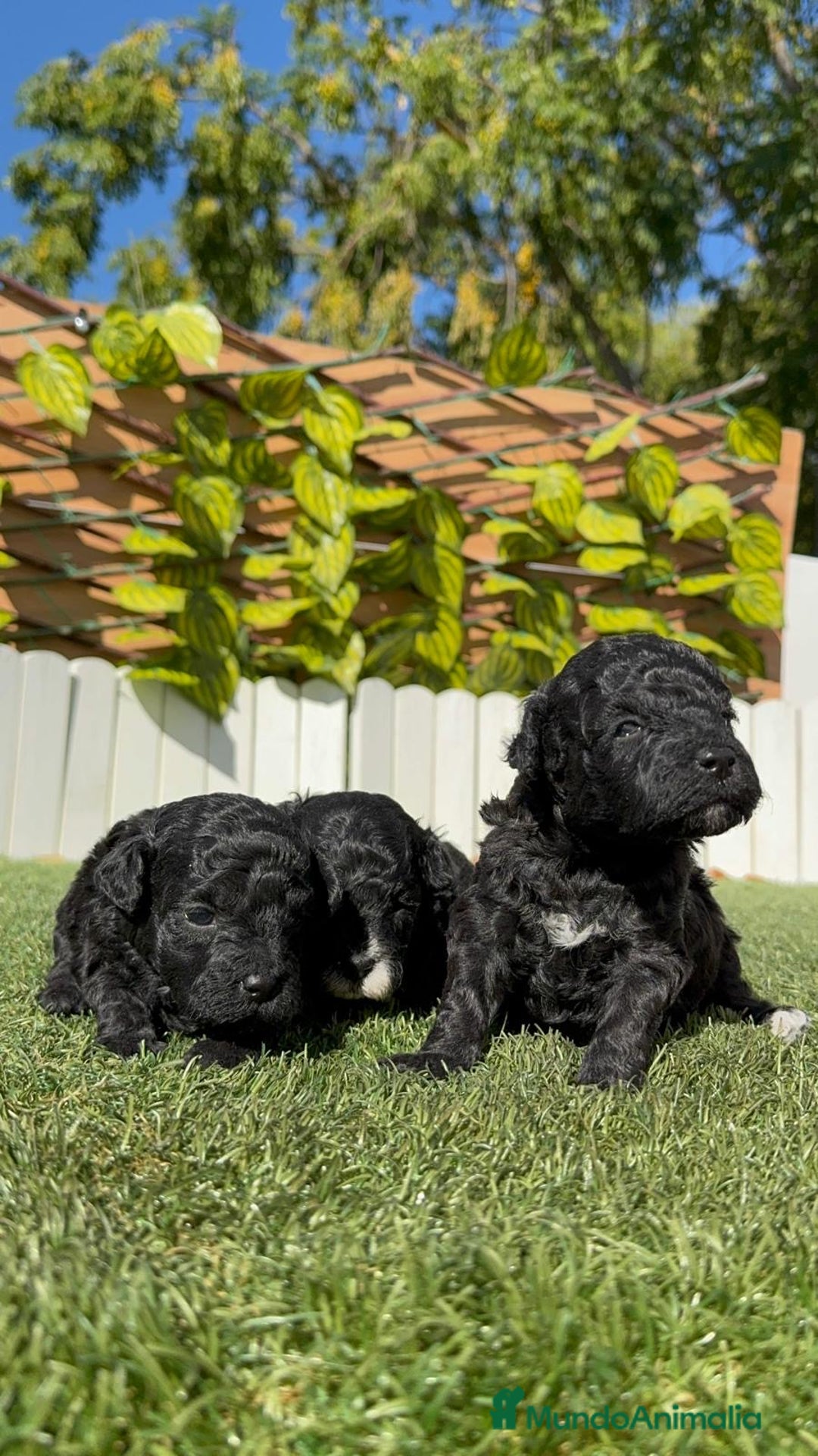 Caniche Toy perros en venta: CANICHE TOY - Imagen 10