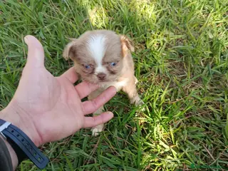 Chihuahua perros Chihuhua pelo largo - Anuncio 1