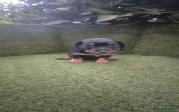 Teckel Miniatura perros en venta: teckel miniatura pelo basto arlequín y negro fuego - Imagen 18