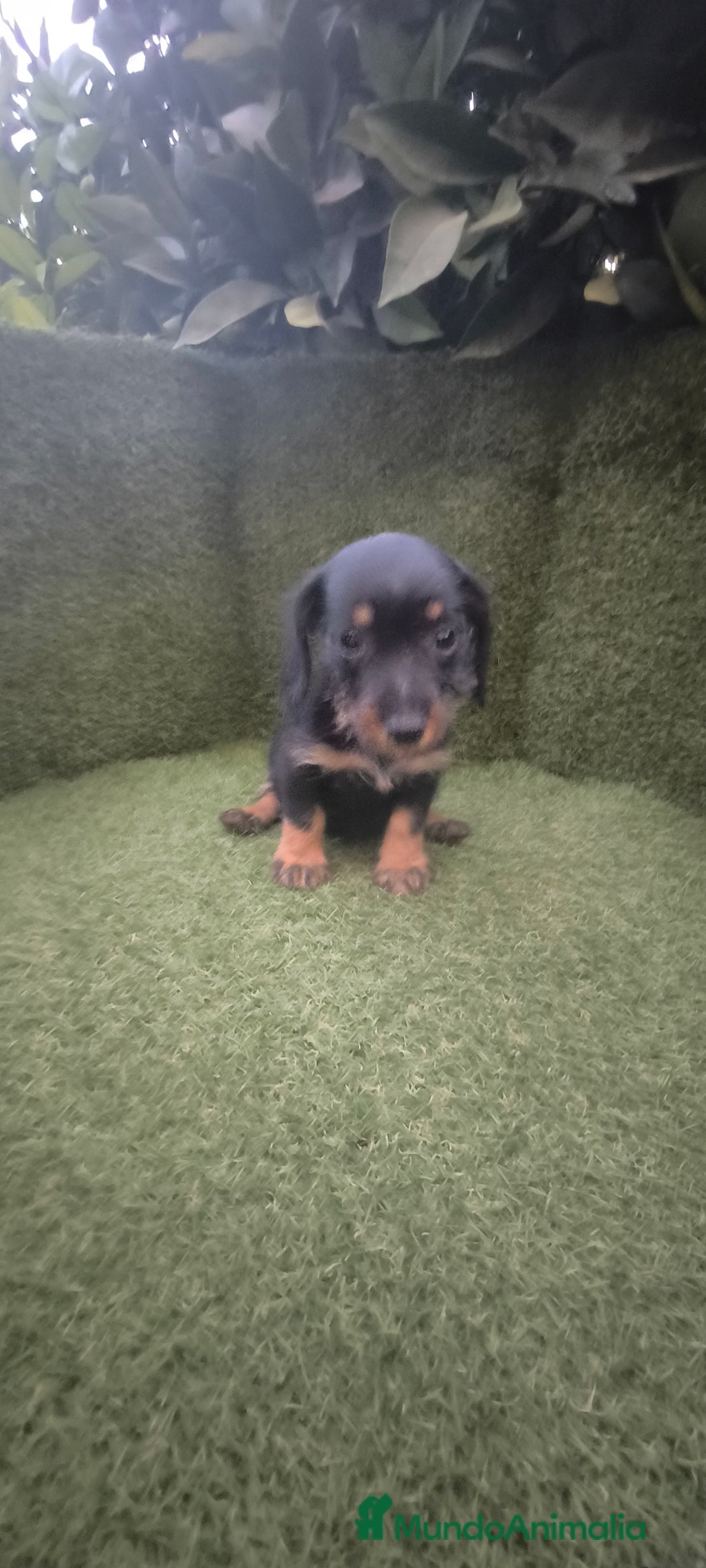 Teckel Miniatura perros en venta: teckel miniatura pelo basto arlequín y negro fuego - Imagen 18