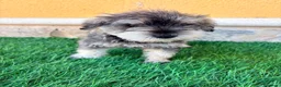 Schnauzer Miniatura perros en venta: Schnauzer miniatura sal y pimienta  - Anuncio 12