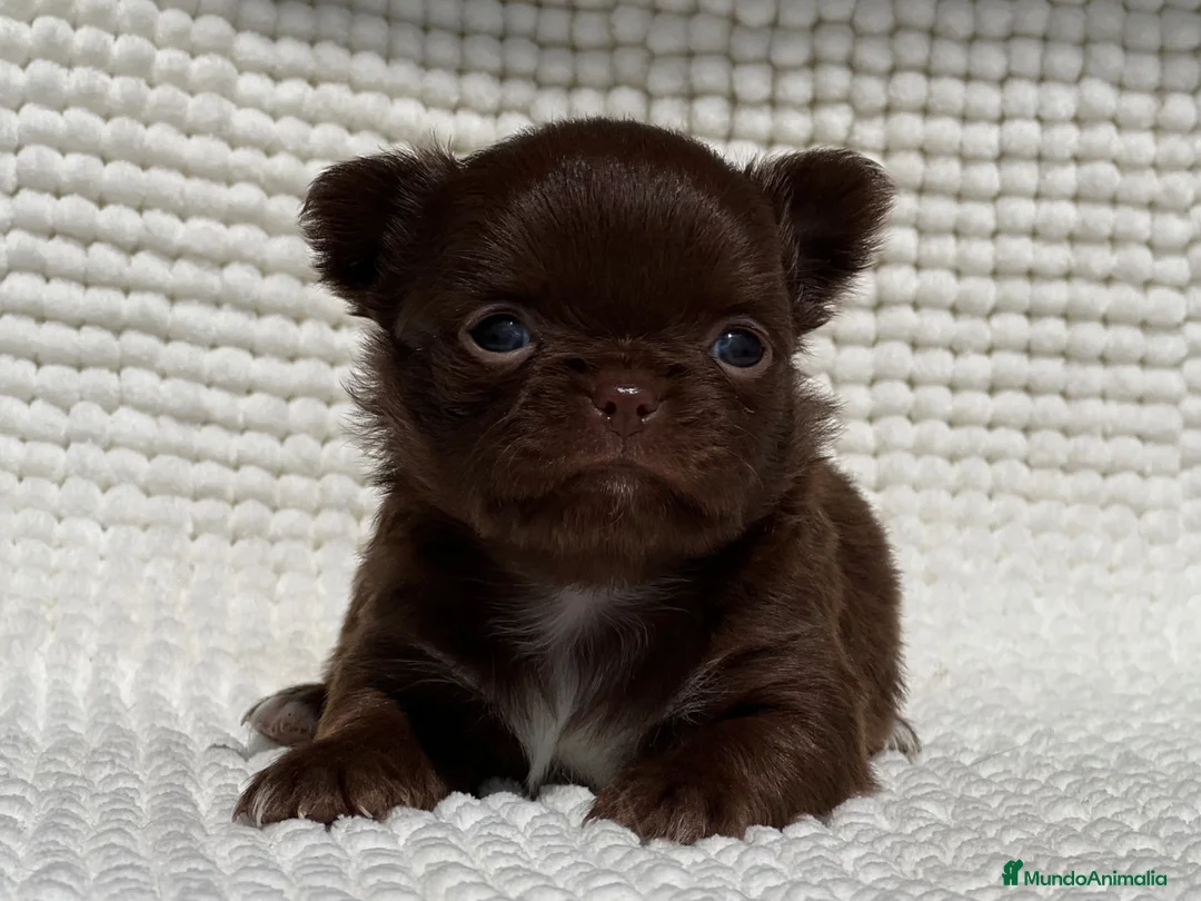 Chihuahua perros en venta: EXCLUSIVAS CHIHUAHUAS CHOCOLATES DE PELO LARGo - Anuncio 1