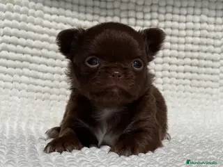 Chihuahua perros EXCLUSIVAS CHIHUAHUAS CHOCOLATES DE PELO LARGo - Anuncio 2