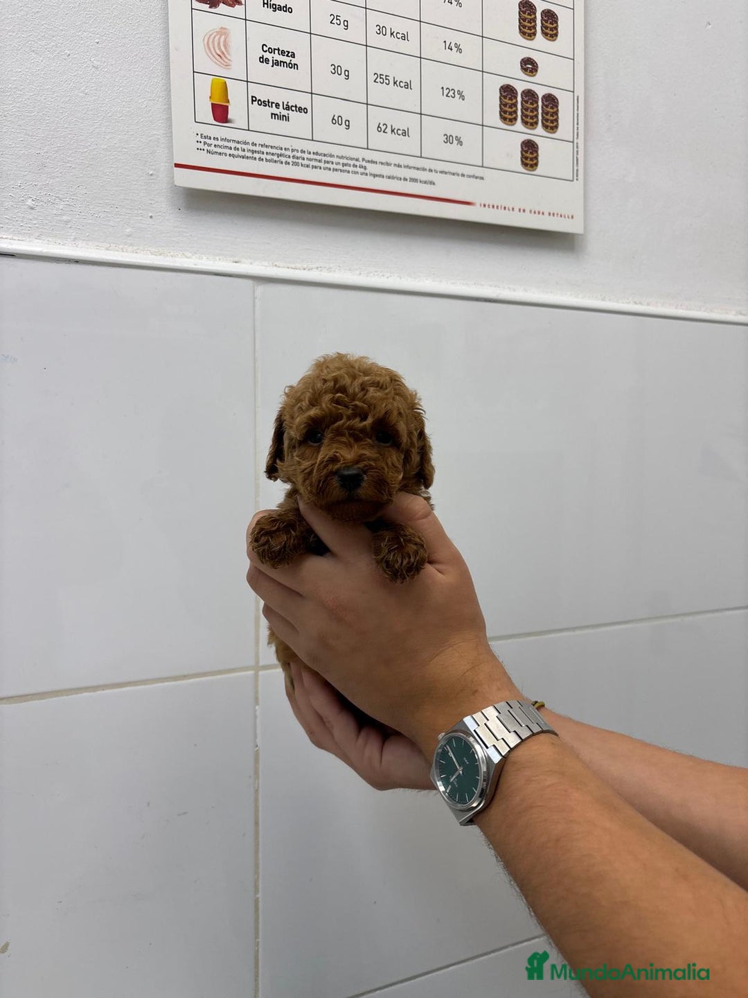 Caniche Toy perros en venta: Caniche Toy 1.600€ ¡PRECIO REAL! - Anuncio 2