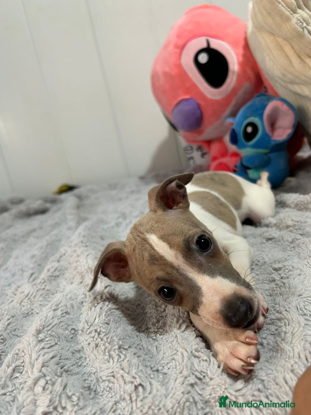 Pequeño Lebrel Italiano perros en venta: Piccolo italiano  - Imagen 18