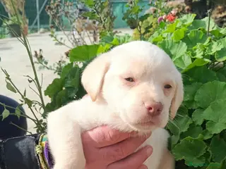 Labrador Retriever perros Última cachorra disponible para entregar YA! - Anuncio 1