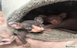 Sphynx gatos en venta: Cachorro Sphynx - Imagen 3