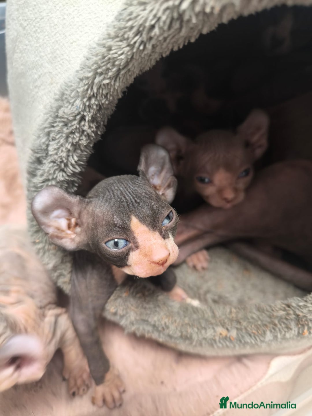 Sphynx gatos en venta: Cachorro Sphynx - Imagen 3