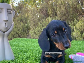 Teckel Miniatura perros TECKEL NEGRO Y FUEGO MINI - Anuncio 12