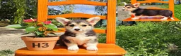 Welsh Corgi Pembroke perros en venta: cachorros Welsh Corgi Pembroke - Anuncio 5