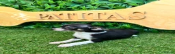 Chihuahua perros en venta: Chihuahua - Anuncio 2