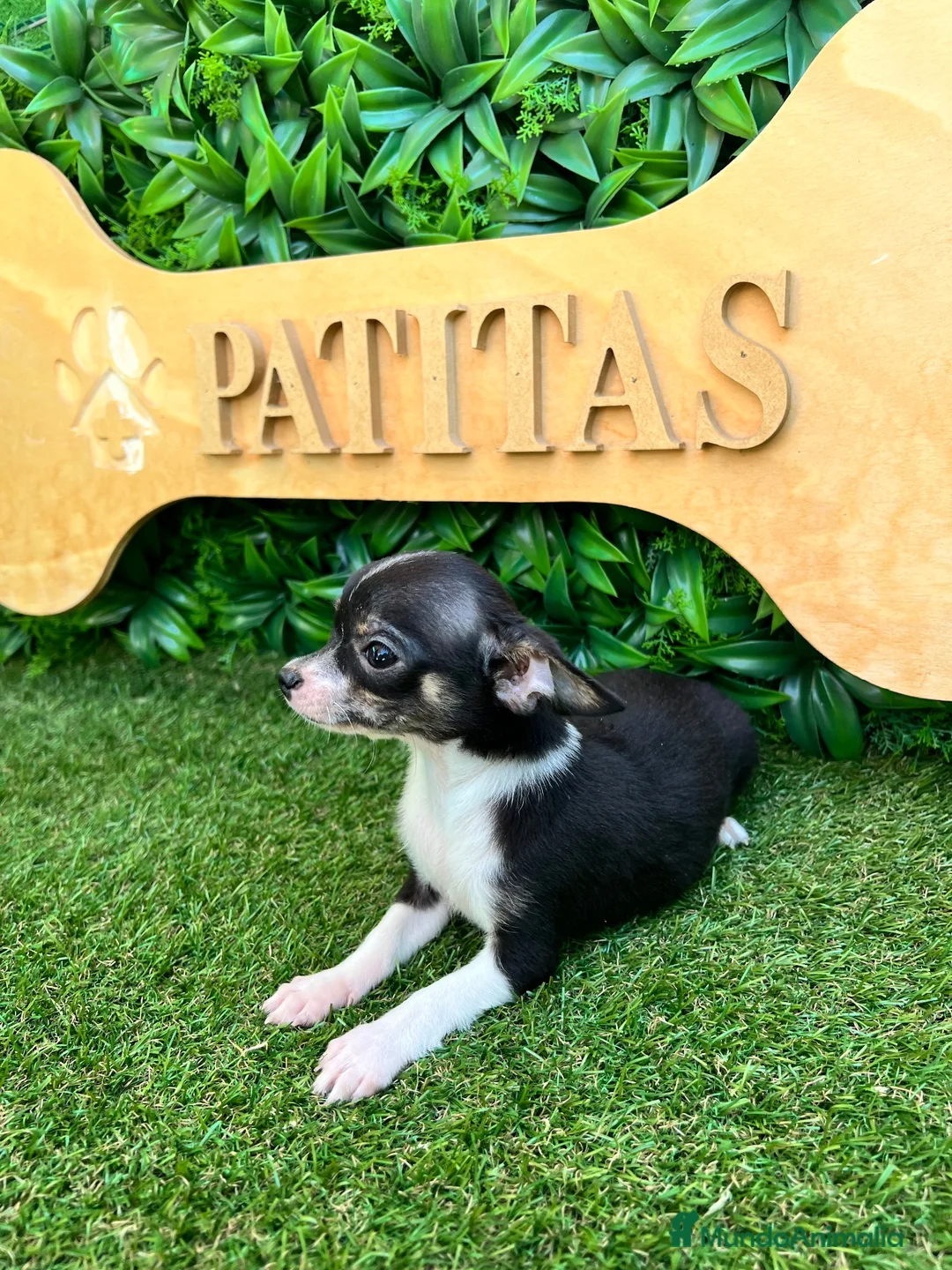 Chihuahua perros en venta: Chihuahua - Anuncio 2