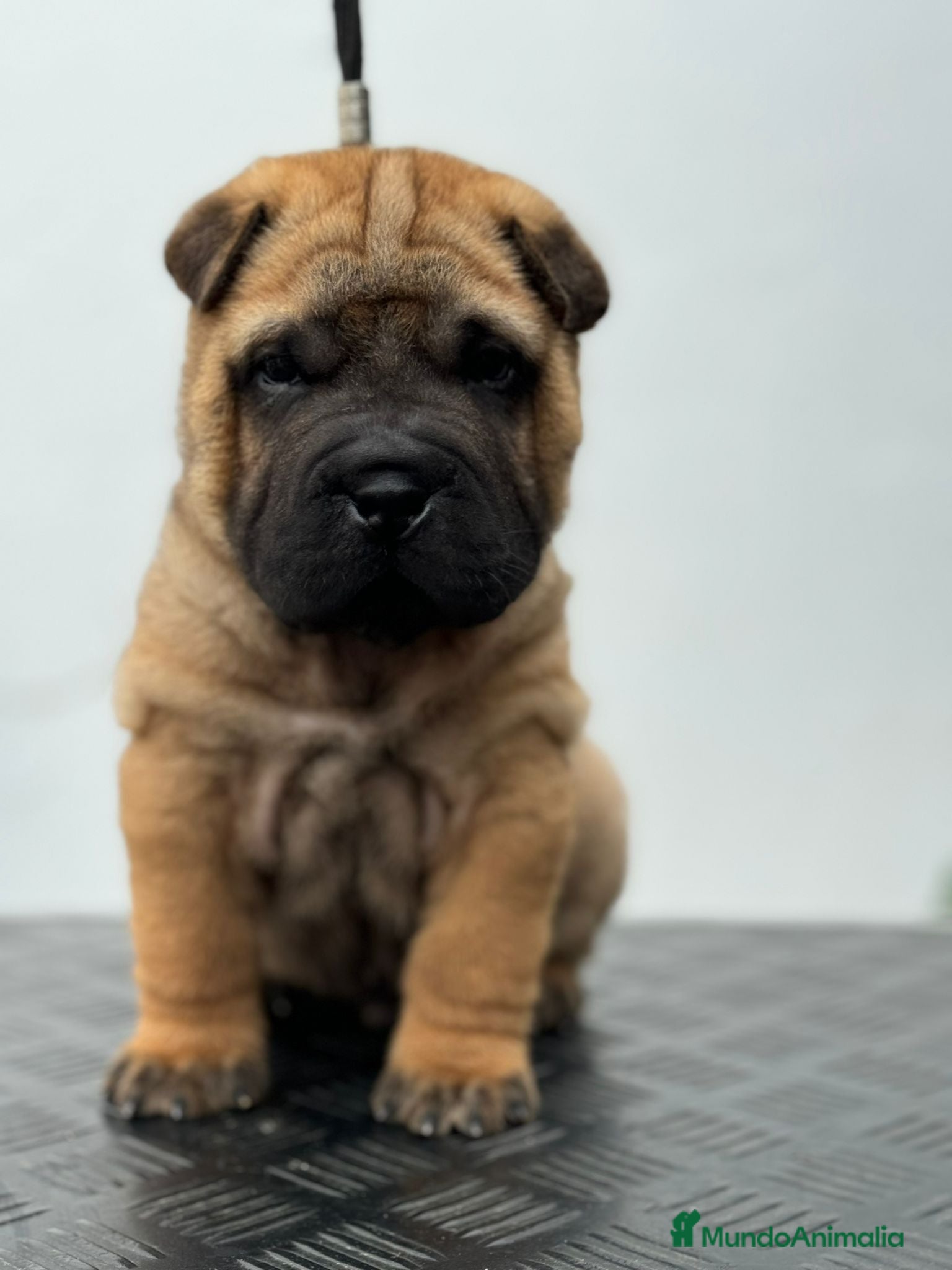 Shar Pei perros BEBES SHAR PEI en Málaga - Anuncio 2