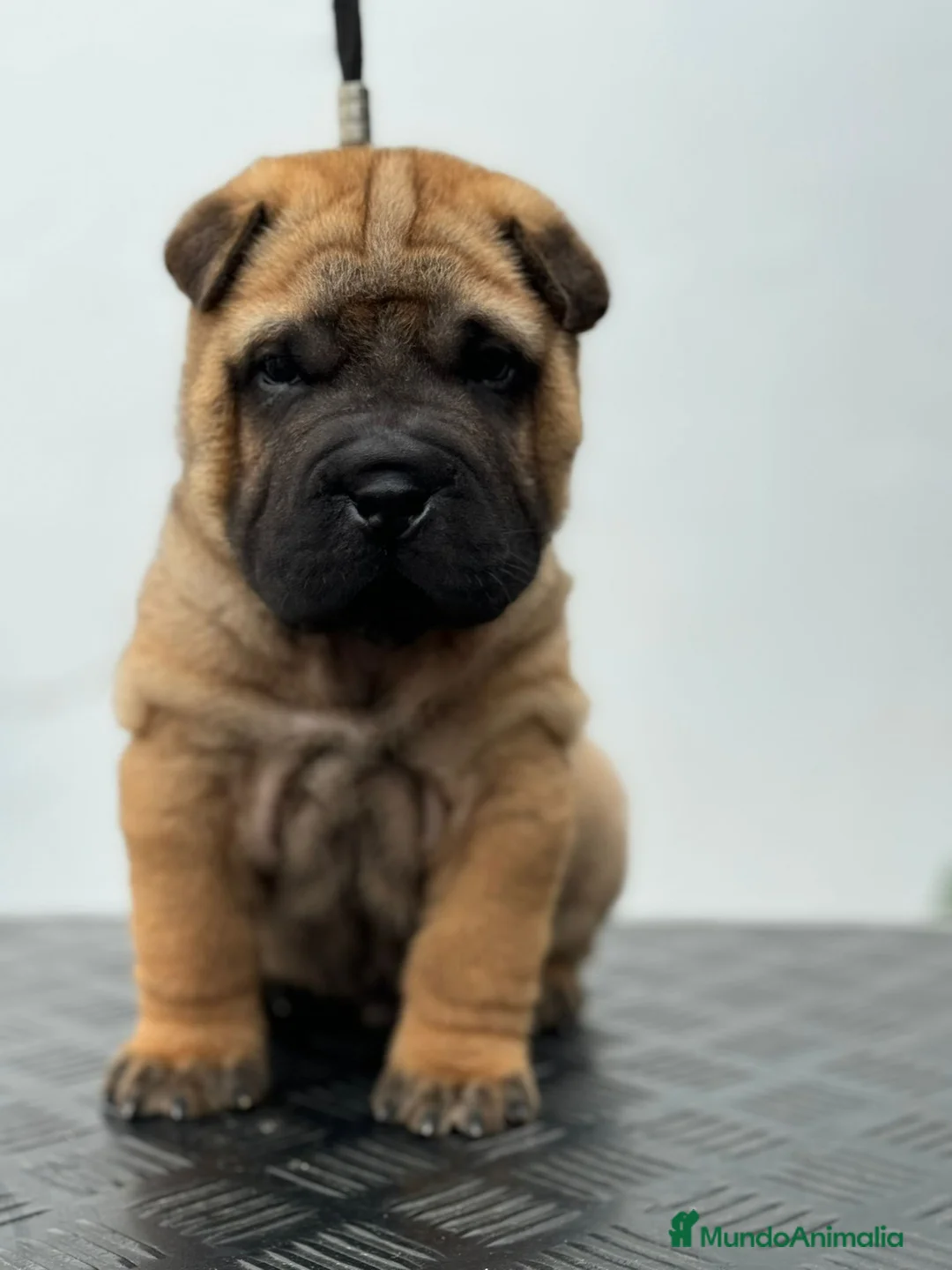 Shar Pei perros en venta: BEBES SHAR PEI en Málaga - Anuncio 2