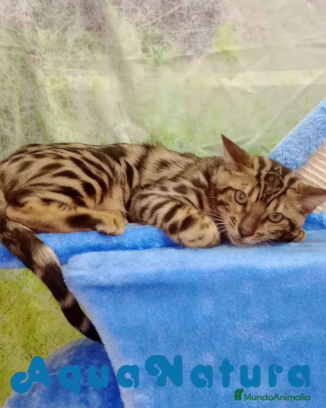 Bengalí gatos en venta: Bengali Macho 6161 - AQUANATURA en Barcelona - Anuncio 5