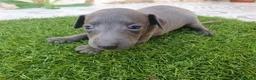 Pequeño Lebrel Italiano perros en venta: Galgos Italianos Blue  - Anuncio 5