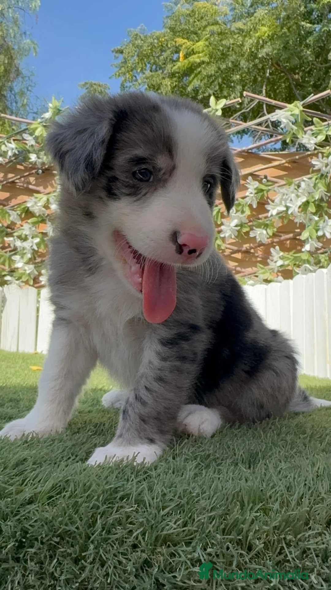 Border Collie perros en venta: BORDER COLLIE MERLE - MACHO - Anuncio 1