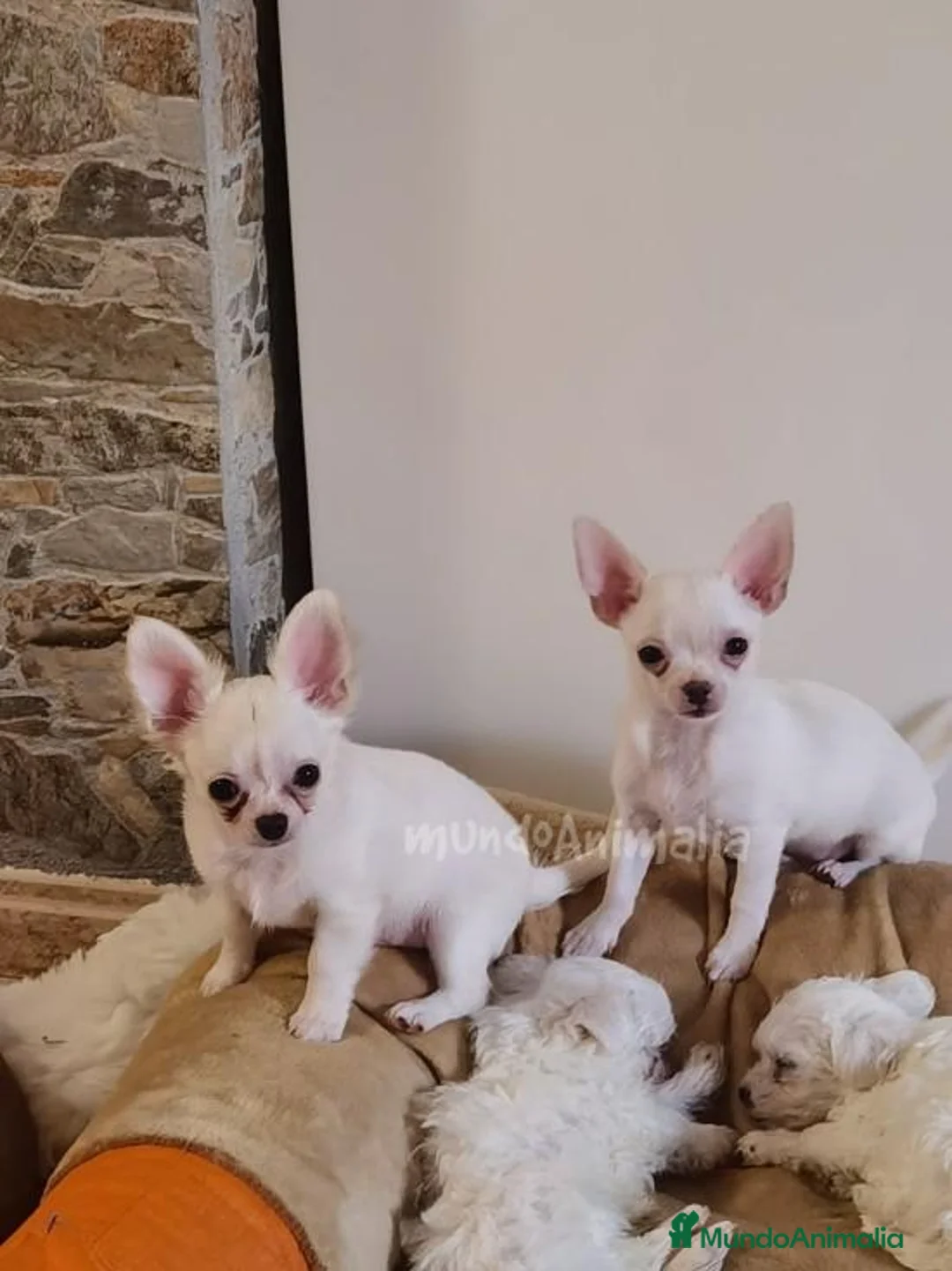 Imagen de galería {{count}}