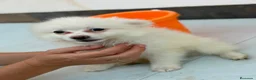 Pomerania perros en venta: 💎Cachorros pomerania💎 - Anuncio 9