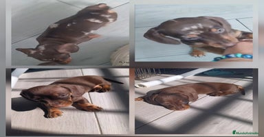 Teckel Miniatura perros - Anuncio 5