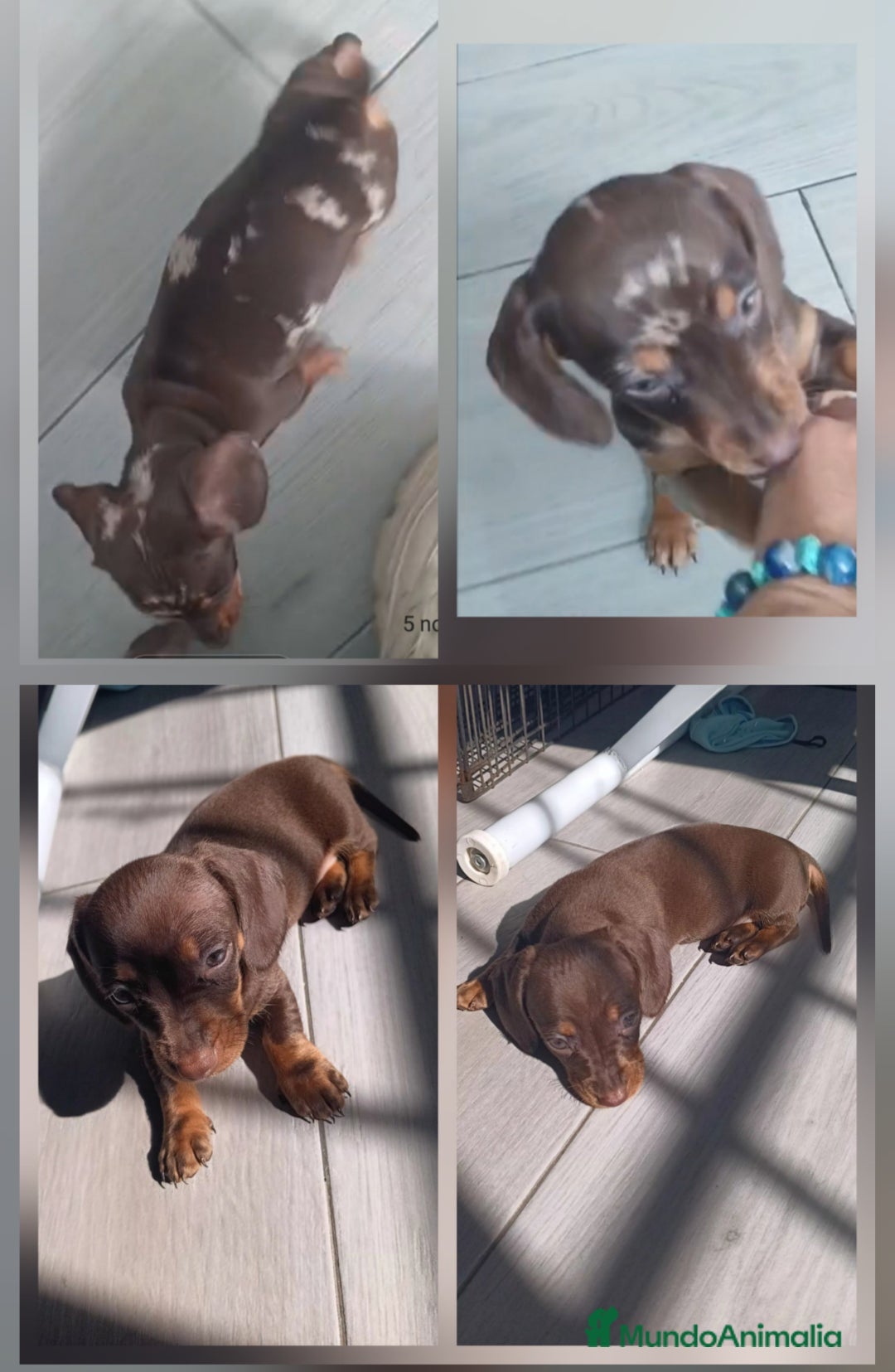 Teckel Miniatura perros en venta: Teckel Hembras Choco- Arleq.Choco - Imagen 1