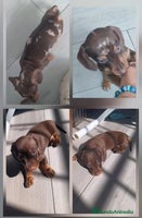 Teckel Miniatura perros - Anuncio 1