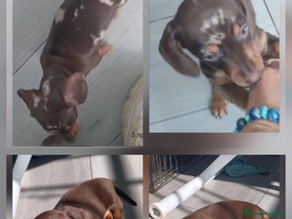 Teckel Miniatura perros - Anuncio 1