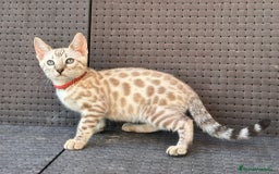 Bengalí gatos en venta: Bengalí Macho patrón snow - Imagen 6