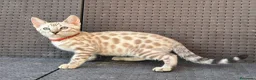 Bengalí gatos en venta: Bengalí Macho patrón snow - Anuncio 6