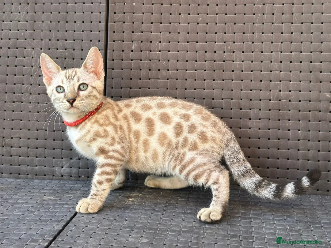 Bengalí gatos en venta: Bengalí Macho patrón snow - Anuncio 6