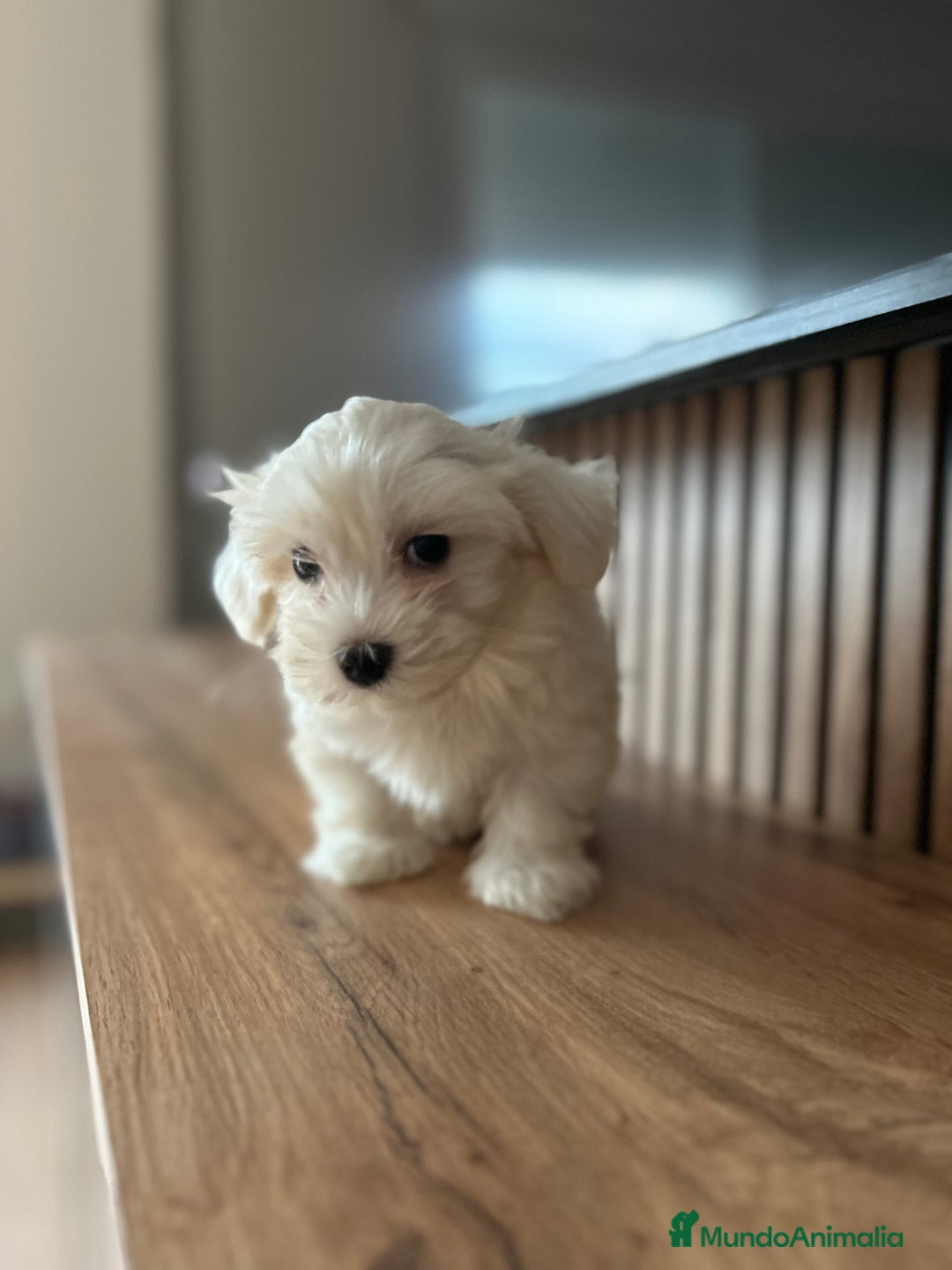 Bichón Maltés perros en venta: Bichon maltés  - Imagen 6